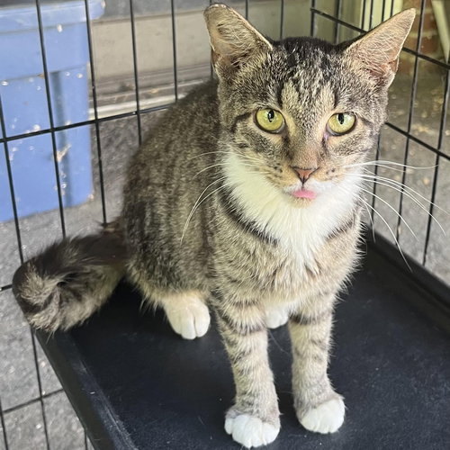 Tabby Abby, Baby Domestic Short Hair / Mixed (short coat), cat for adoption in Hickory, North Carolina