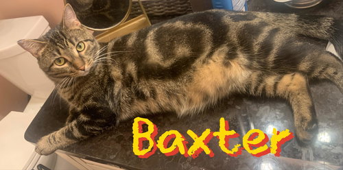 Baxter, Young Domestic Short Hair / Mixed (short coat), cat for adoption in Hickory, North Carolina