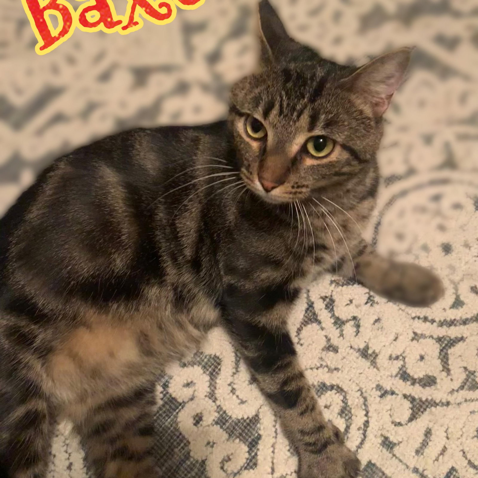 Baxter, photo 2