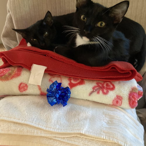 Magic & Minnie, Baby Domestic Short Hair / Mixed (short coat), cat for adoption in Hickory, North Carolina