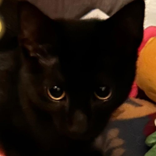 Eros, an adoptable Domestic Short Hair in MORGANTON, NC