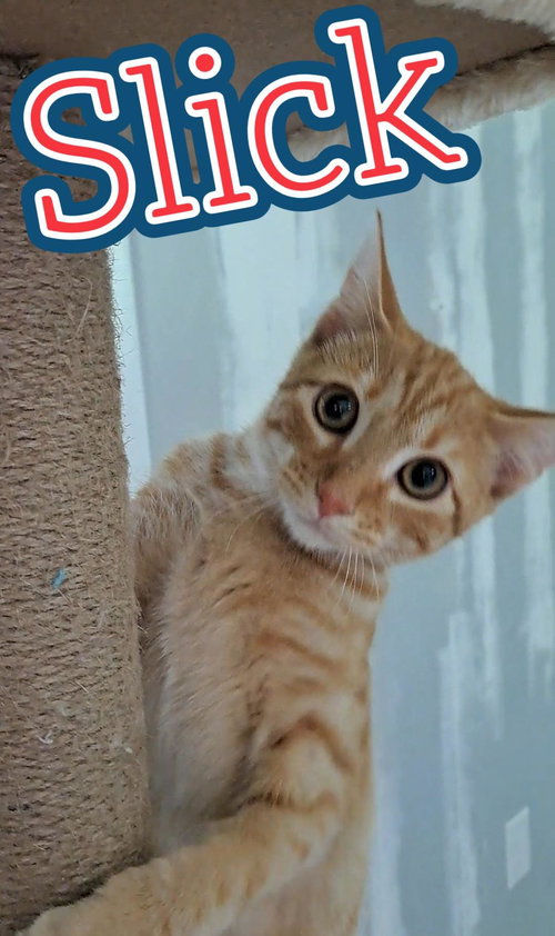 Slick, Baby Domestic Short Hair / Mixed (short coat), cat for adoption in Hickory, North Carolina