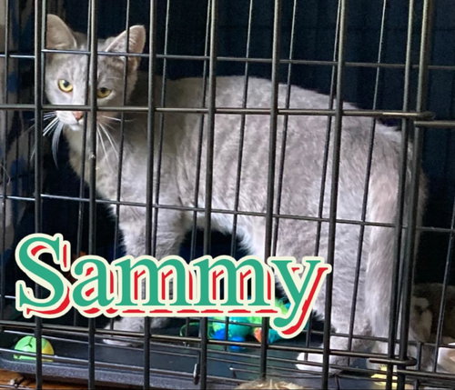 Sammy, Baby Domestic Short Hair / Mixed (short coat), cat for adoption in Hickory, North Carolina