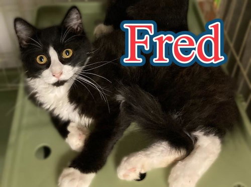 Fred, Baby Domestic Medium Hair / Mixed (medium coat), cat for adoption in Hickory, North Carolina