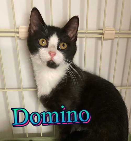 Domino, Baby Domestic Short Hair / Mixed (short coat), cat for adoption in Hickory, North Carolina