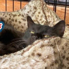 Walnut, Baby Domestic Long Hair / Mixed (long coat), cat for adoption in Hickory, North Carolina