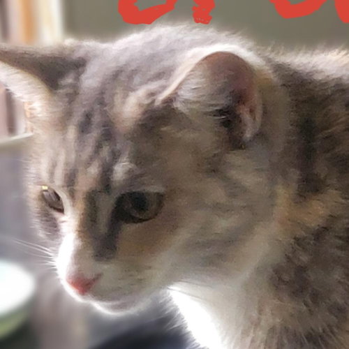Brandy, Adult Domestic Short Hair / Mixed (short coat), cat for adoption in Hickory, North Carolina