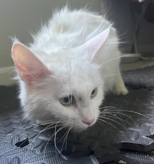 SnowWhite, Young Domestic Long Hair / Mixed (long coat), cat for adoption in Hickory, North Carolina