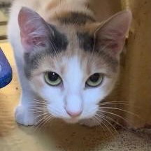 Lucy, Baby Calico / Mixed (short coat), cat for adoption in Hickory, North Carolina
