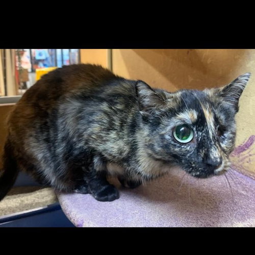 Callie, Young Tortoiseshell / Mixed (short coat), cat for adoption in Hickory, North Carolina