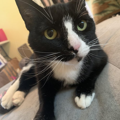 Halaya, Young Tuxedo (short coat), cat for adoption in Hickory, North Carolina