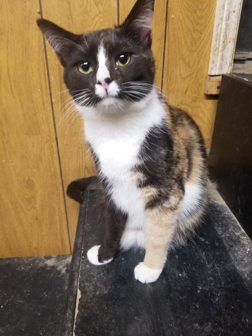 Macyn, Young Calico / Mixed (short coat), cat for adoption in Hickory, North Carolina