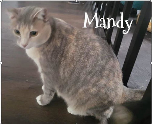 Mandy, Adult Domestic Short Hair / Mixed (medium coat), cat for adoption in Hickory, North Carolina