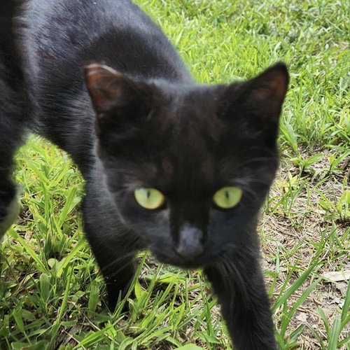 Venus (aka Vincent), Baby Domestic Short Hair / Mixed (short coat), cat for adoption in Hickory, North Carolina