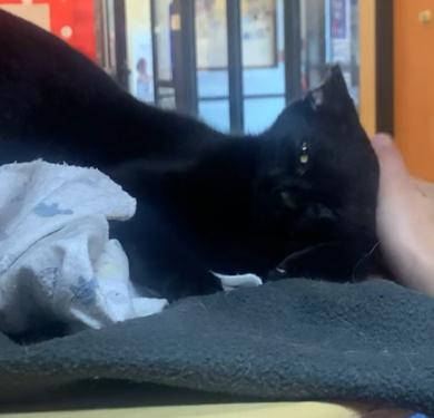 Photo 2 of Venus (aka Vincent)