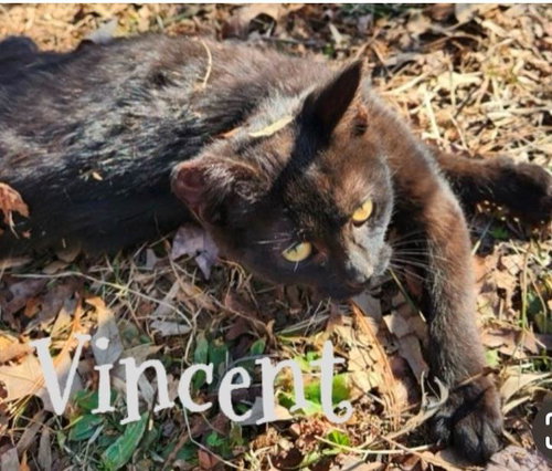 Photo 3 of Venus (aka Vincent)