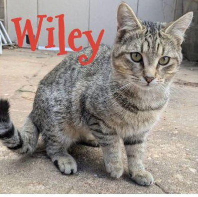 Wiley, Young Domestic Short Hair / Mixed (short coat), cat for adoption in Hickory, North Carolina