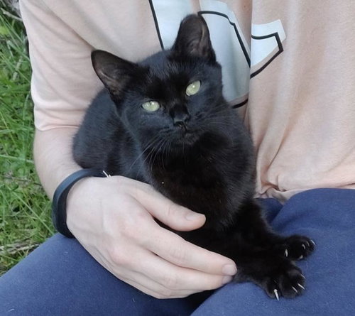 Ellie, Baby Domestic Short Hair / Mixed (short coat), cat for adoption in Hickory, North Carolina