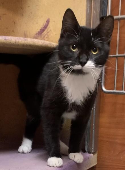 Precious &  Grace, Baby Domestic Short Hair / Mixed (medium coat), cat for adoption in Hickory, North Carolina