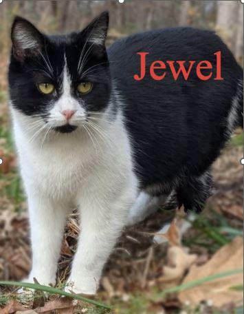 Jewel, Adult Domestic Short Hair / Mixed (short coat), cat for adoption in Hickory, North Carolina