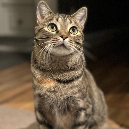 Motley, Young Domestic Short Hair / Mixed (short coat), cat for adoption in Hickory, North Carolina