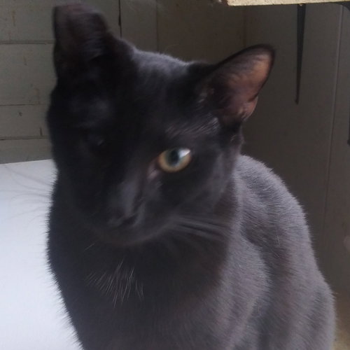 Lazarus, an adoptable American Shorthair in MORGANTON, NC