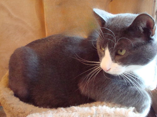 Bixby, Adult Domestic Short Hair (short coat), cat for adoption in Hickory, North Carolina