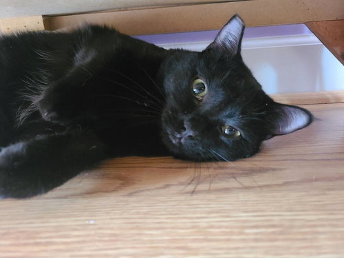 Binky, Young Domestic Short Hair (short coat), cat for adoption in Hickory, North Carolina