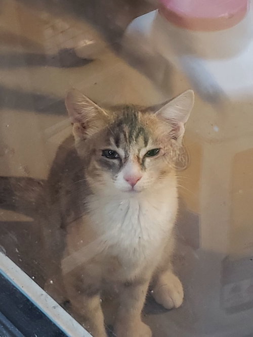 Brandy, Adult Domestic Short Hair (short coat), cat for adoption in Hickory, North Carolina