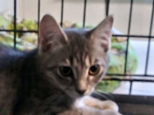Finnegan, an adoptable Domestic Short Hair in MORGANTON, NC