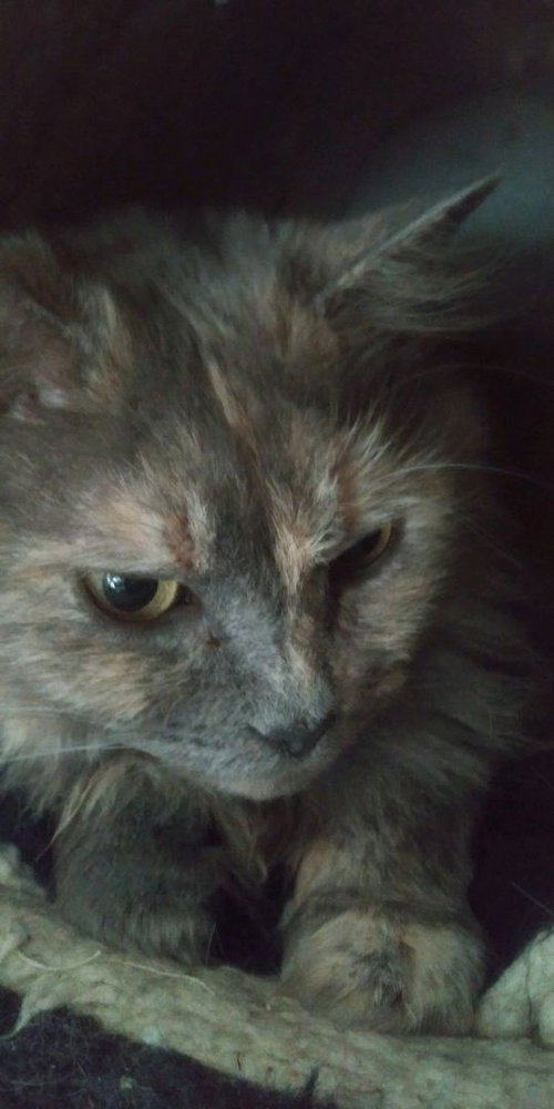 Miranda, an adoptable Calico in MORGANTON, NC