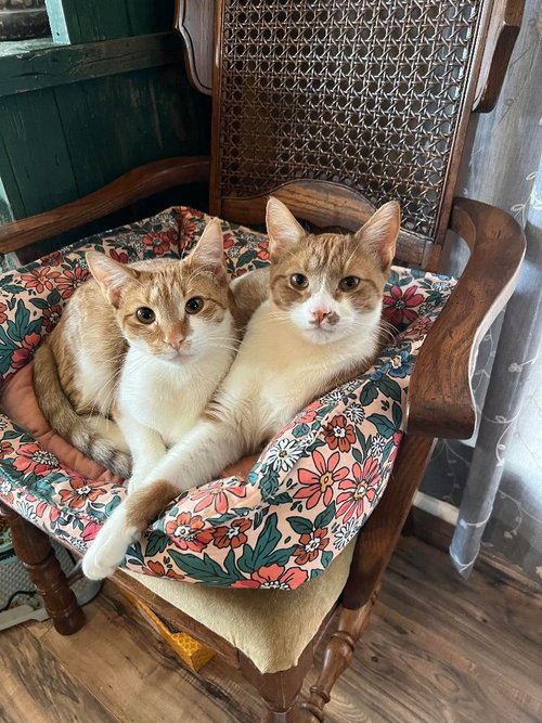 Sunny, Adult Tabby / Domestic Short Hair / Mixed (short coat), cat for adoption in Hickory, North Carolina