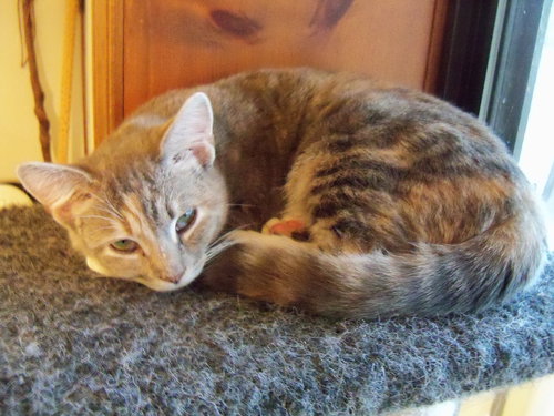 Dolly, Young Domestic Short Hair (short coat), cat for adoption in Hickory, North Carolina
