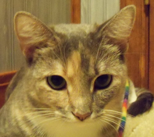 Photo 2 of Dolly
