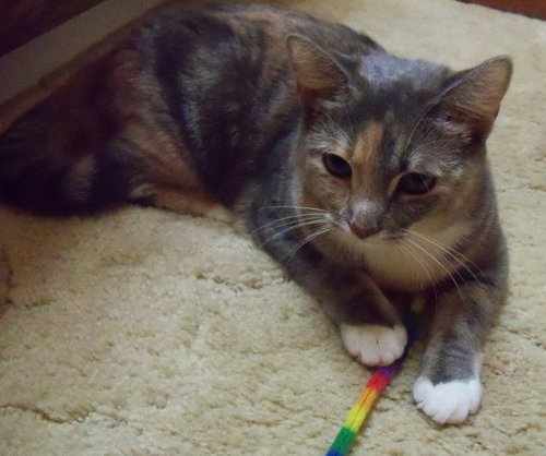 Photo 3 of Dolly