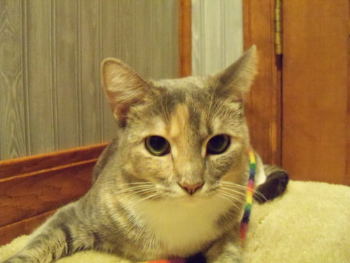 Photo 4 of Dolly