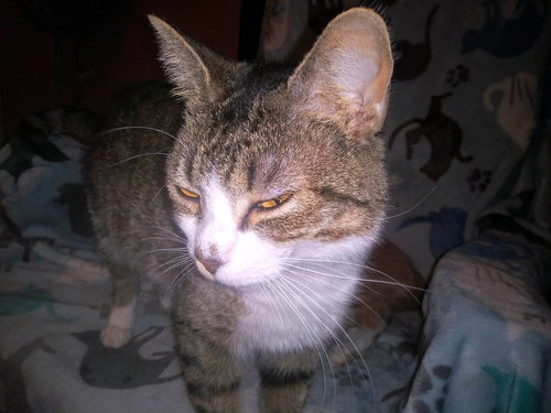 Cindy, Adult Domestic Short Hair / Tabby / Mixed (short coat), cat for adoption in Hickory, North Carolina