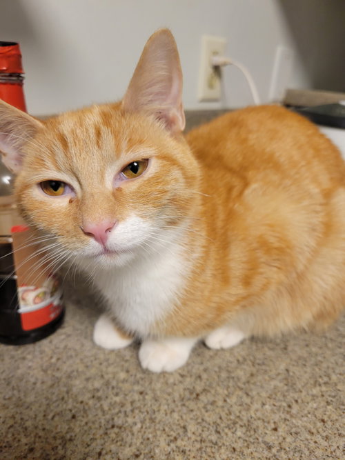 Cain, Young Tabby / Mixed, cat for adoption in Hickory, North Carolina