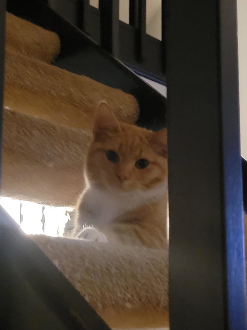 Abel, Young Tabby, cat for adoption in Hickory, North Carolina