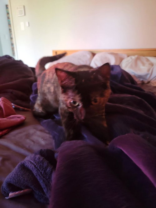 Tortielicious, Young Tortoiseshell (short coat), cat for adoption in Hickory, North Carolina