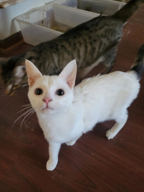 Big Ears, Young American Shorthair (short coat), cat for adoption in Hickory, North Carolina