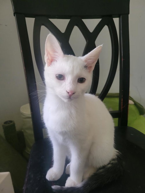 Benny, Young Domestic Short Hair (short coat), cat for adoption in Hickory, North Carolina