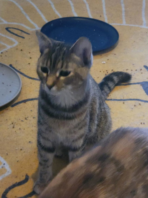 Jill, Young Domestic Short Hair, cat for adoption in Hickory, North Carolina