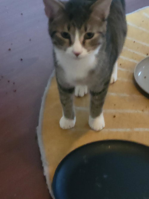Jake, Young Domestic Short Hair (short coat), cat for adoption in Hickory, North Carolina