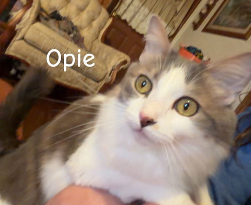 Opie, Adult Domestic Short Hair, cat for adoption in Hickory, North Carolina