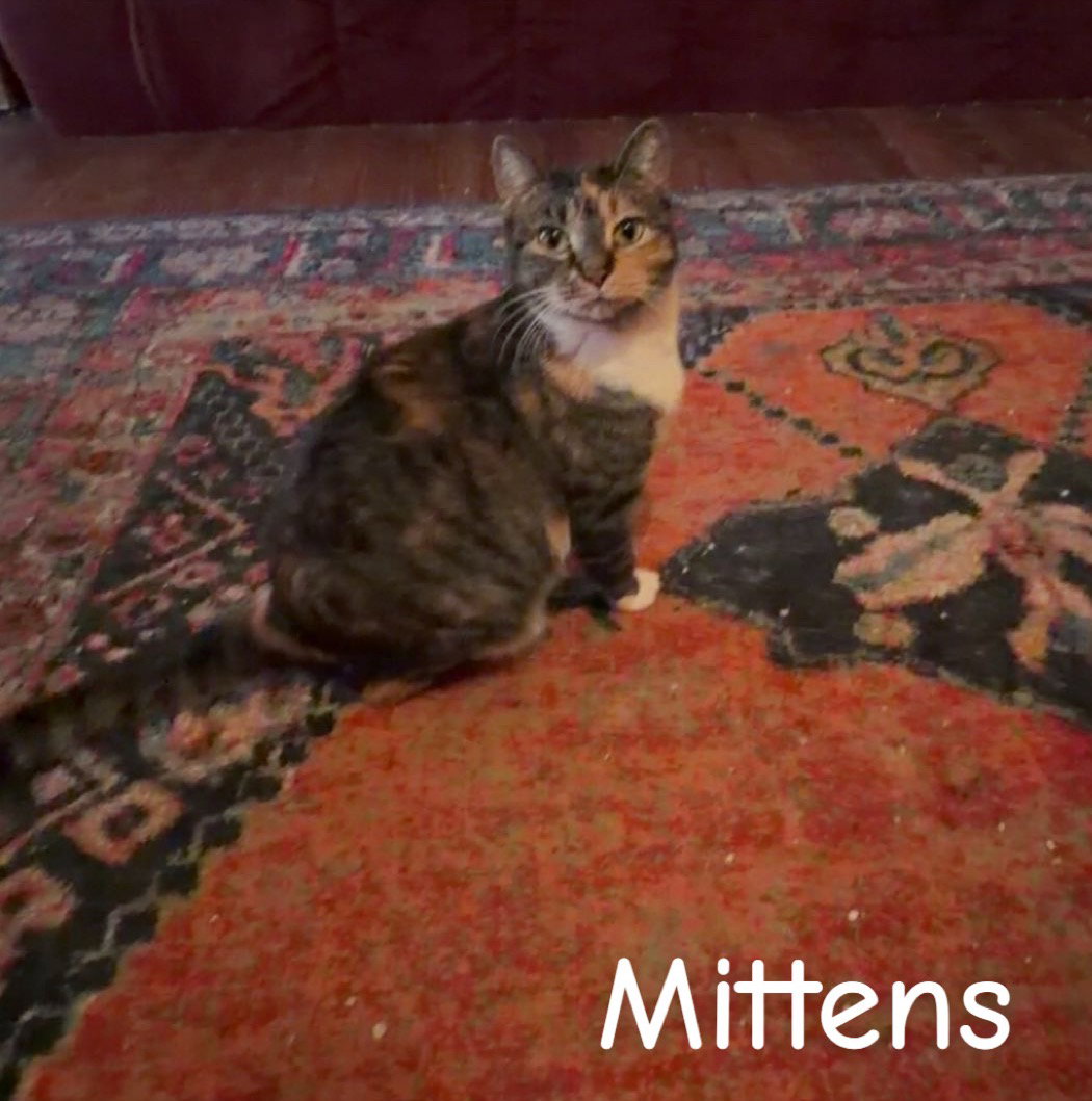 Mittens, Tortoiseshell