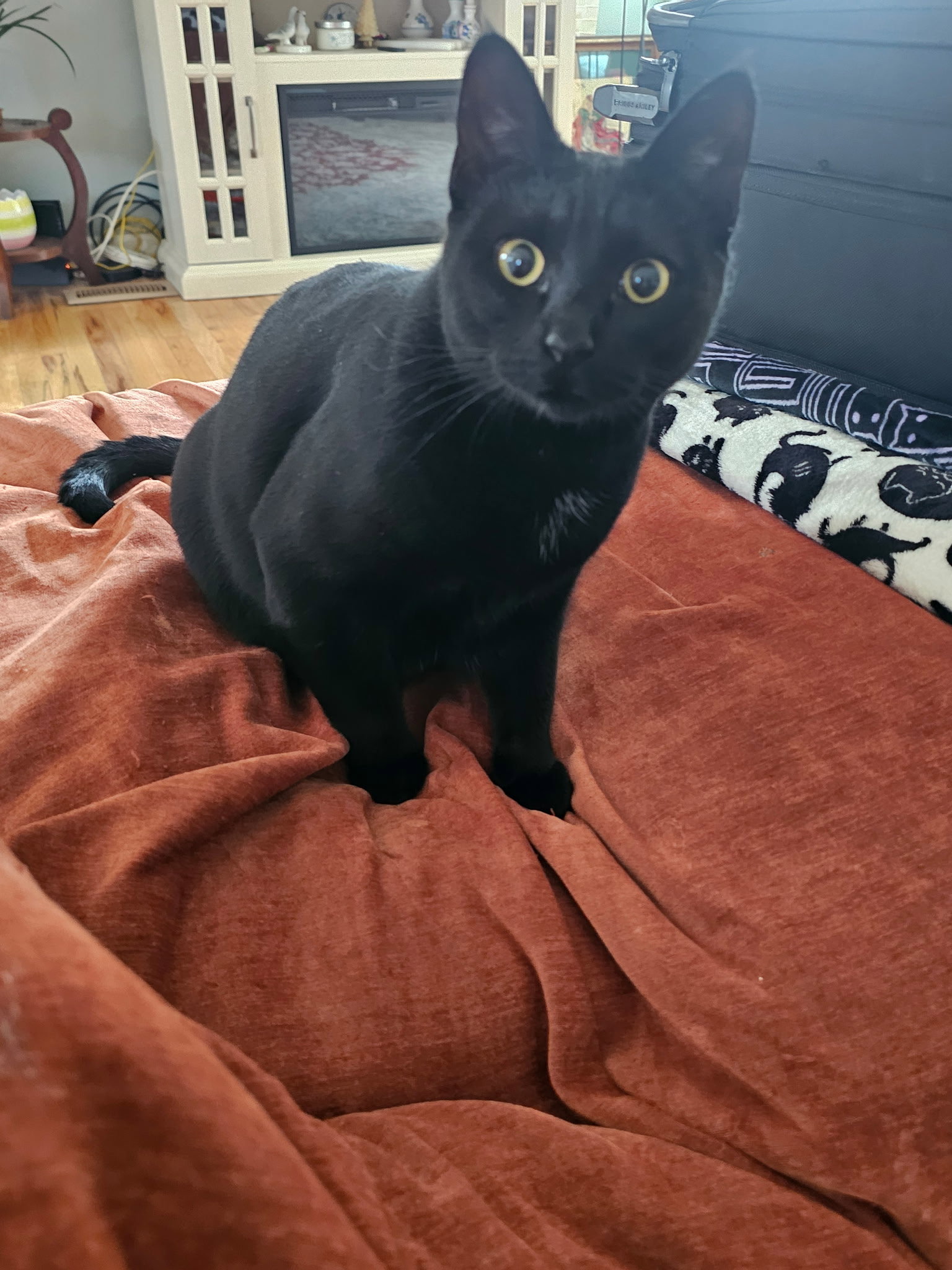 Bella, Domestic Short Hair