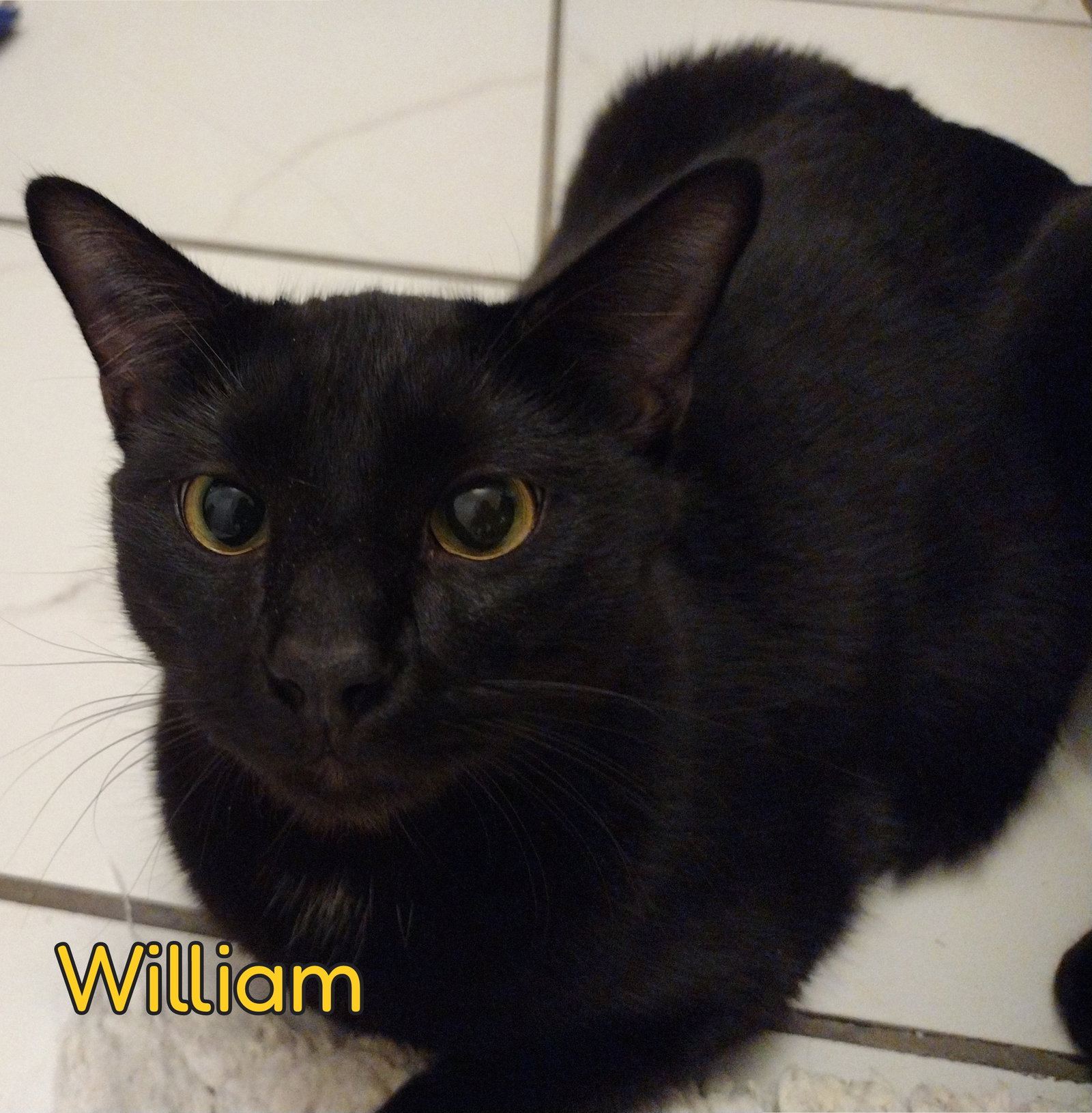 William, Domestic Short Hair