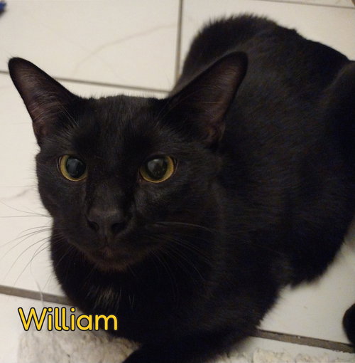 William, Young Domestic Short Hair, cat for adoption in Hickory, North Carolina