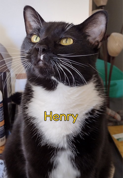 Henry, Tuxedo (short coat), cat for adoption in Hickory, North Carolina